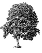 Image of a Tree